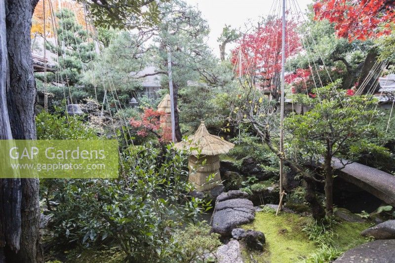 View into garden with shrubs enclosed with rope and bamboo wigwam as protection against snow damage. This is called Yukitsuri. Acers with autumn colour. Fragile stone ornament wrapped in decorative straw covering as protection against frost damage. 