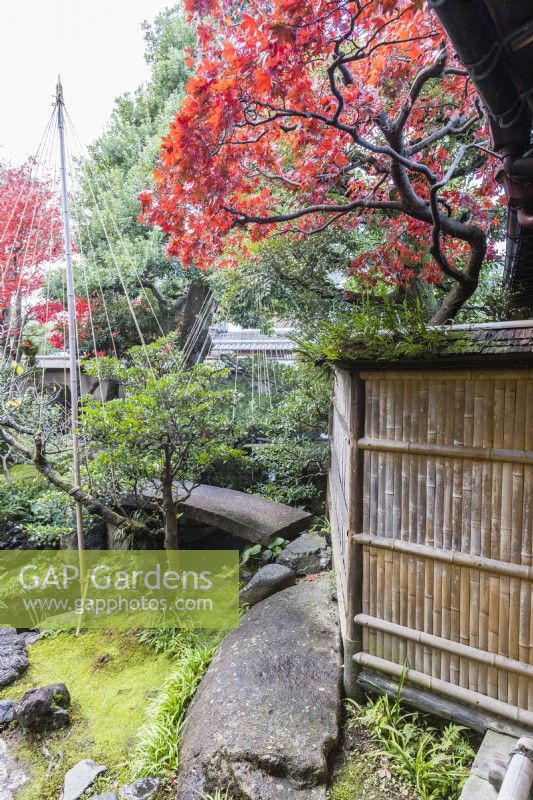 View into garden with shrub enclosed with rope and bamboo wigwam as protection against snow damage. This is called Yukitsuri. Acers in Autumn colour. Stone bridge across stream. Bamboo fence on right. 