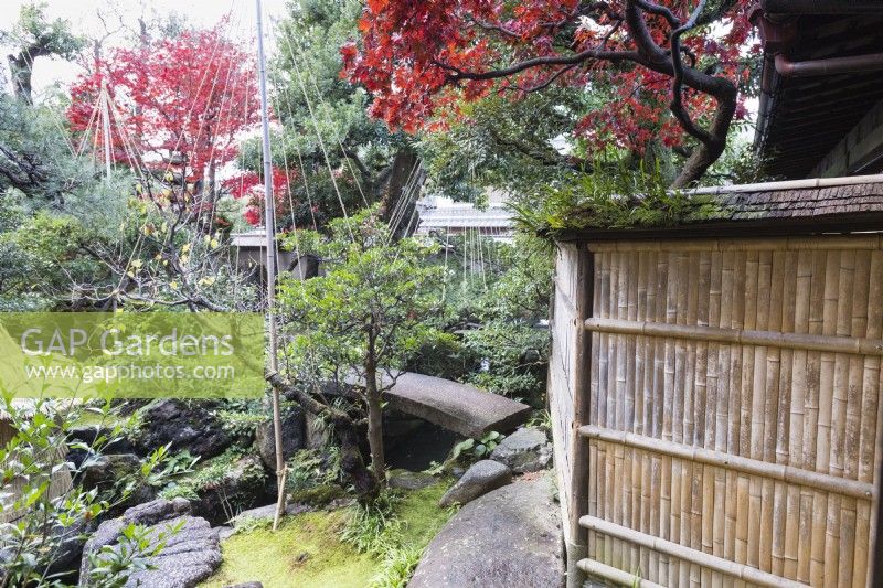 View into garden with shrub enclosed with rope and bamboo wigwam as protection against snow damage. This is called Yukitsuri. Acers in Autumn colour. Stone bridge across stream. Bamboo fence on right.