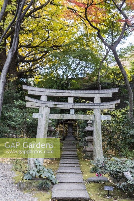 Arch over path leading to shrine for Kitano Tenjin. Acers with Autumn colour.