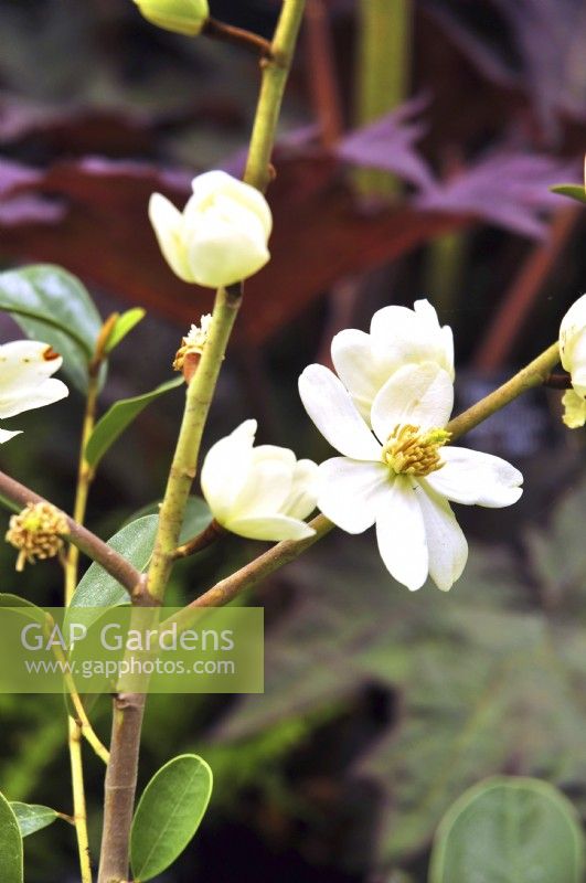 Creamy-white flowers of Magnolia laevifolia Minnie Mouse, Michelia yunnanensis. April
