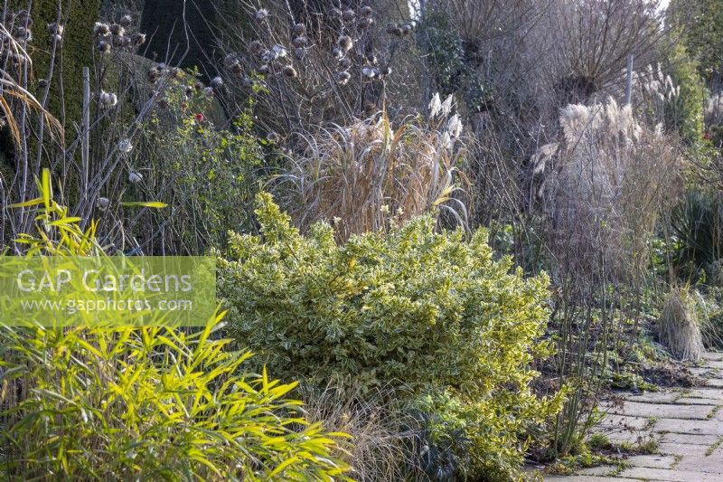 Euonymus fortunei 'Silver Queen' with grasses and seedheads in the Long Border in winter