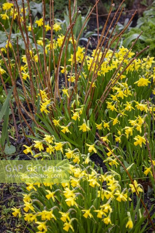 Narcissus 'Tete a Tete' growing around the base of Spiraea japonica 'Gold Mound' - Japanese spirea