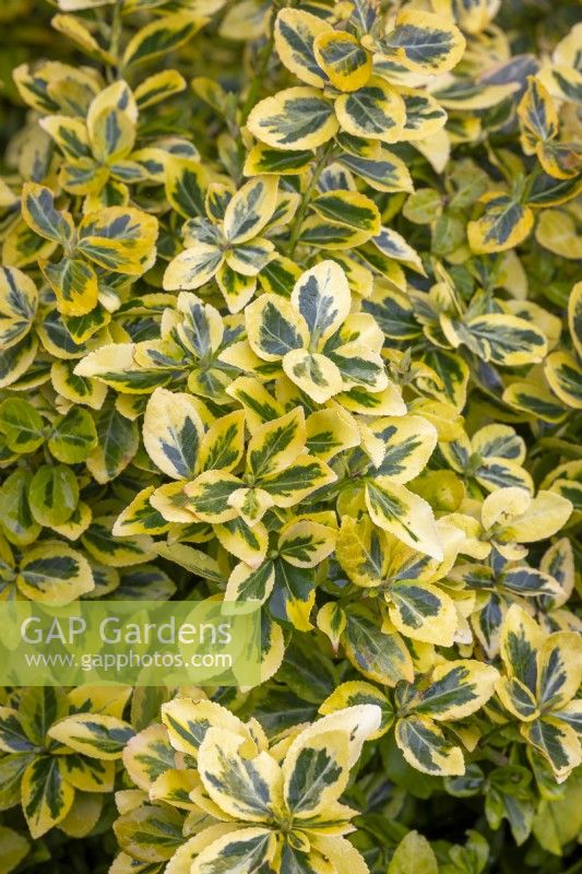 Euonymus fortunei 'Emerald 'n' Gold' AGM - Spindle