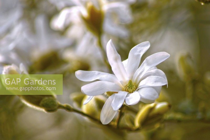 White flower of Magnolia stellata, April