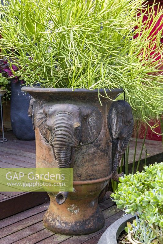 Large terracotta garden pot decorated with elephants heads and planted with Euphorbia, Firesticks.
