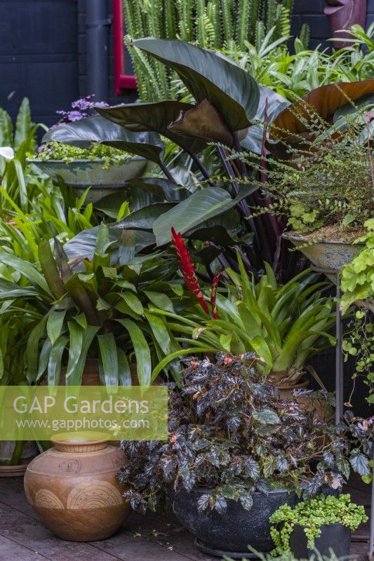 A display of pots with a Philodendron, Rojas, bromeliads and a begonia.