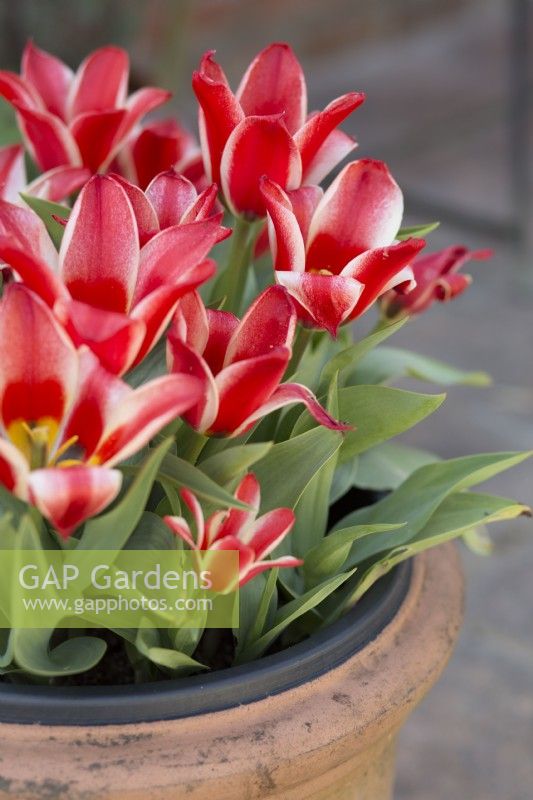 Tulipa Pinocchio in a plastic pot inside a clay container