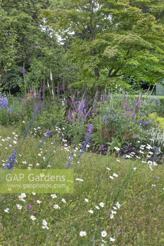 Wildflower meadow in front of perennial bed at North Cottage garden, Whittington - open for Charity, June