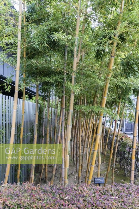 Phyllostachys heterocycla 'Nabeshimana' planted at the side of the museum.