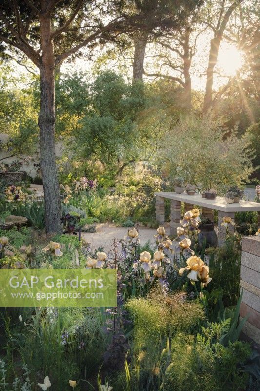 Dawn light on the 2023 Nurture landscapes garden by Sarah Price for RHS Chelsea, featuring Pinus sylvestris and Benton irises as well as reclaimed materials.
