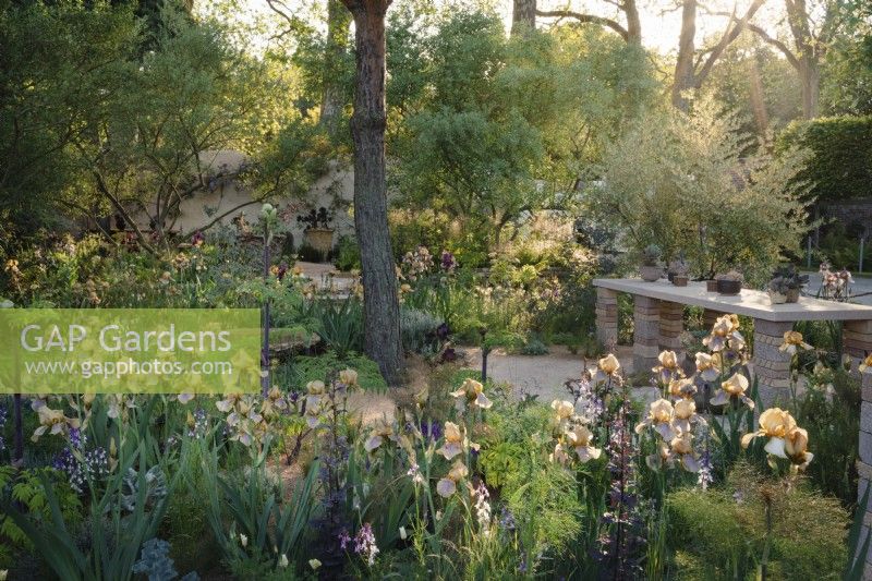 A view through the Irises Benton Olive, Benton Susan, Benton Caramel and Benton Pearl on Sarah Price's 2023 RHS Chelsea garden, Nurture landscapes. Reclaimed materials used for the hard landscaping.
