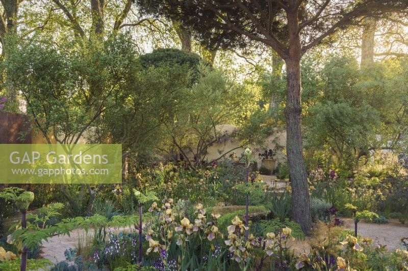 A curved path past Benton irises towards a feature tree Pinus sylvestris on Sarah Price's 2023 garden for RHS Chelsea
