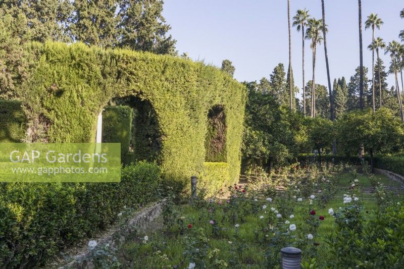 Looking across rose beds to a curving, clipped, hedge with arches cut through. Real Alcazar Palace gardens, Seville. Spain. September. 