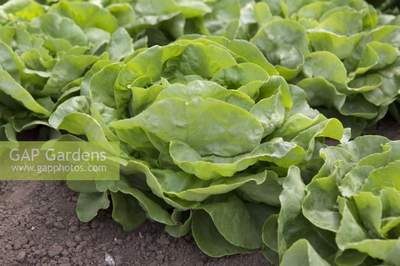 Lettuce 'Diana'

