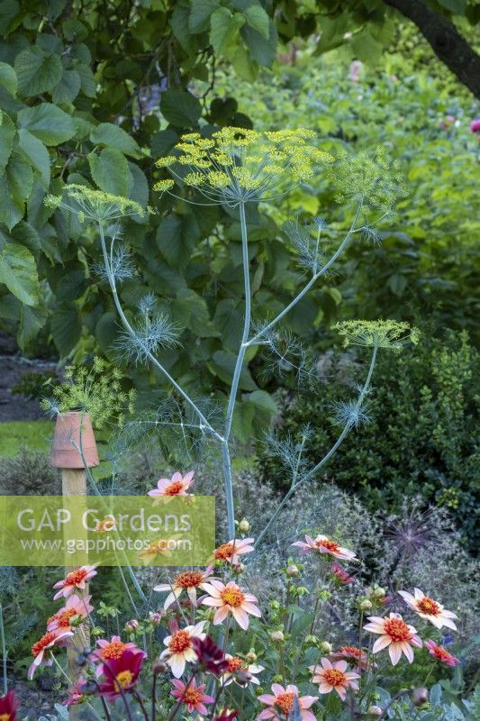 Foeniculum vulgare, Fennel, and Dahlia 'Totally Tangerine' in cottage border