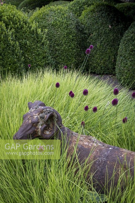 Sesleria autumnalis grass surrounds an ornamental sheep sculpture in a summer garden, a row of topiary Box hedge behind