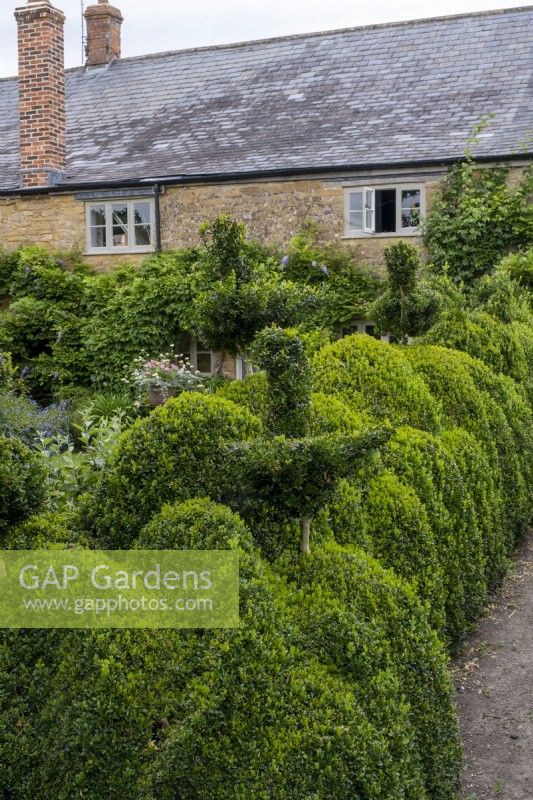 Box hedging topiary alongside a garden path