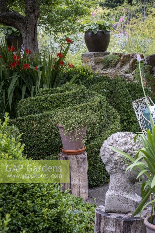 Box topiary in spiral shape in small courtyard garden