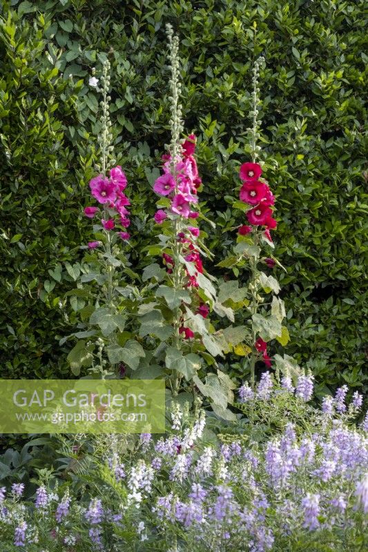 Hollyhocks tower above a drift of Galega officinalis, or Goats Rue