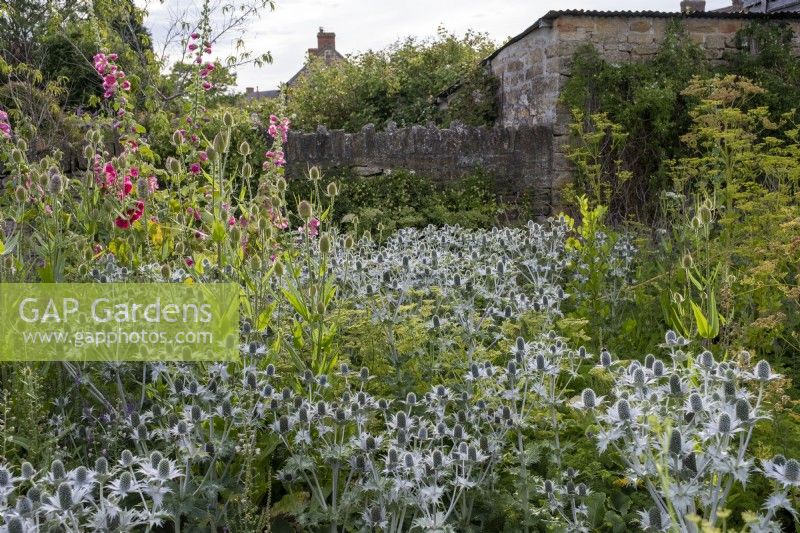 Eryngium 'Miss Willmott's Ghost', Teasel and Hollyhock mix together together in wild and naturalistic garden border