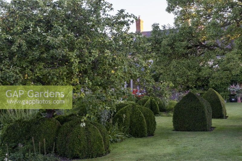 Box topiary shapes in orchard garden
