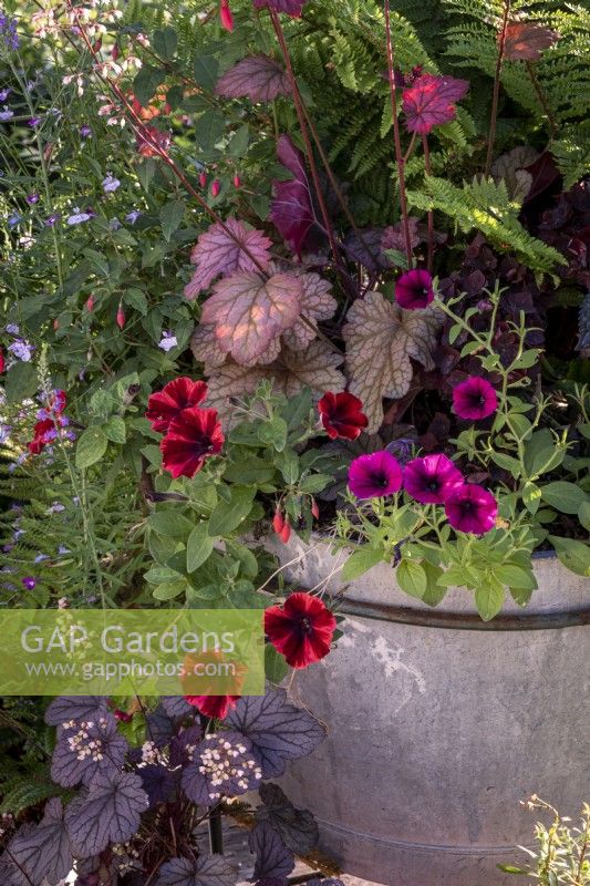 Petunias and Heucheras in pink and purple themed summer container