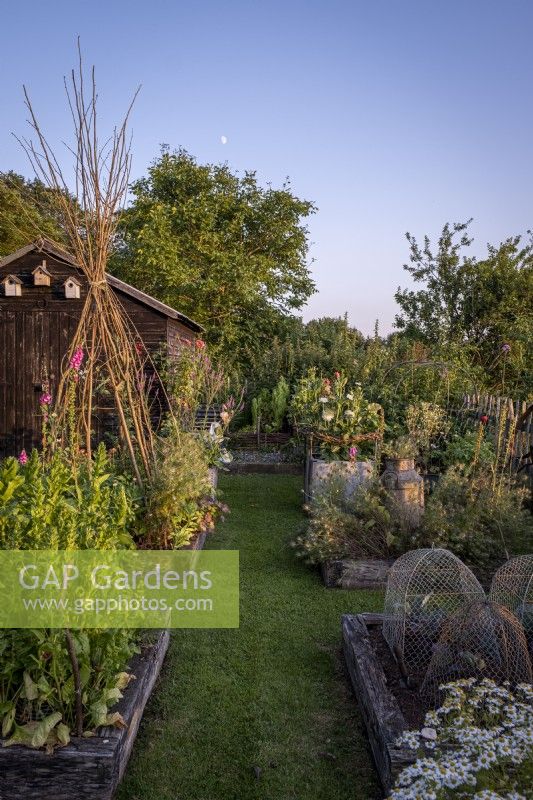 Grass path leads between raised beds in vegetable garden with tall Hazel wigwams.