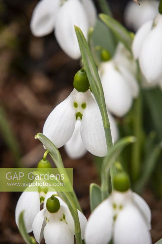Galanthus elwesii 'Grumpy' - snowdrop - February