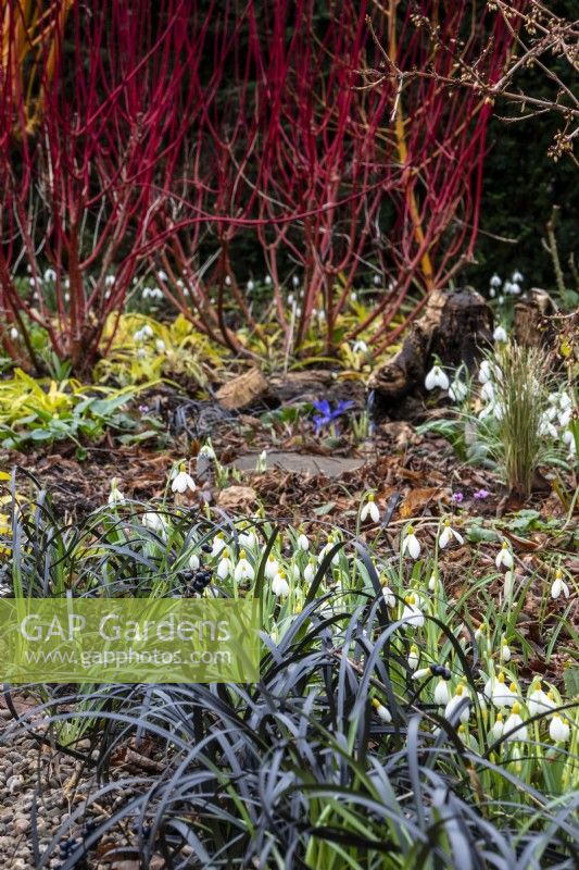 A winter display of snowdrops, cornus and Ophiopogon planiscapus 'Nigrescens' at The Picton Garden.