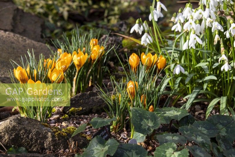 A winter display of Crocus 'Gypsy Girl' and snowdrops at The Picton Garden.