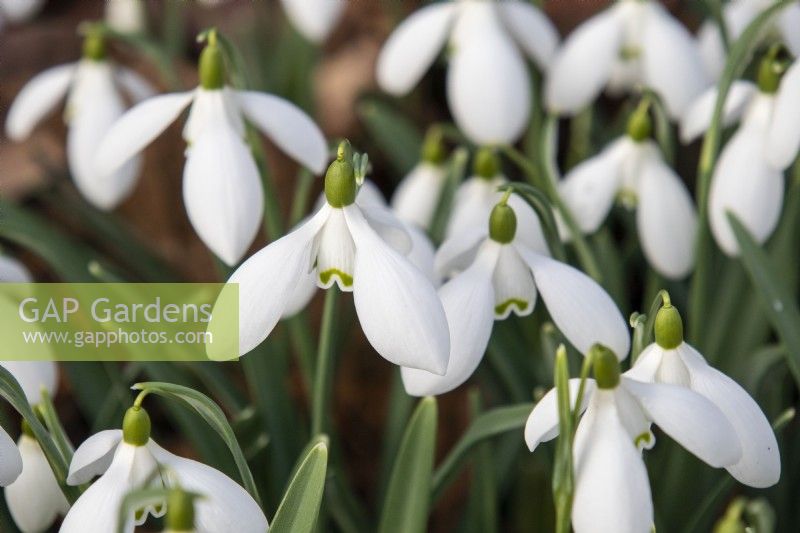 Galanthus 'Nothing Special - snowdrop - February