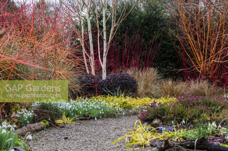 A gravel path winds between colourful winter borders at The Picton Garden with cornus, silver birch and Luzula sylvatica 'Auria'.