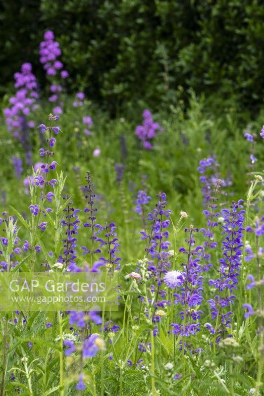 Salvia pratensis and Knautia arvensis in a perennial wildflower meadow.