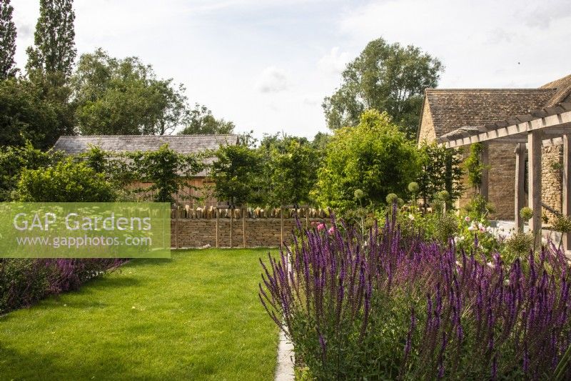 Lawn edged with paving between summer borders filled with salvias. Pleached hedge and Cotswold stone wall behind and wooden pergola to one side.