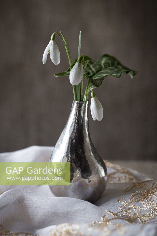 Still life of Galanthus nivalis - common snowdrops with Arum italicum leaf in a small silver vase handmade by Andrea Jones placed on a gold embroidered French tablecloth.