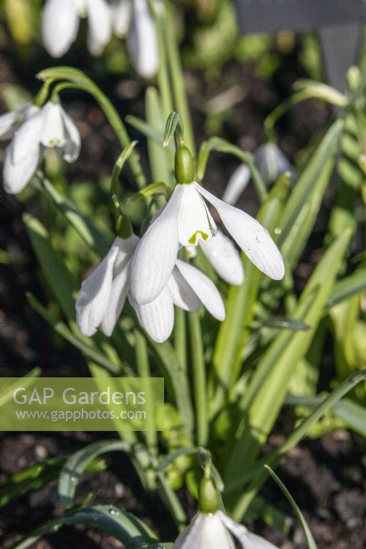 Galanthus 'Mrs Thompson' - snowdrop - February