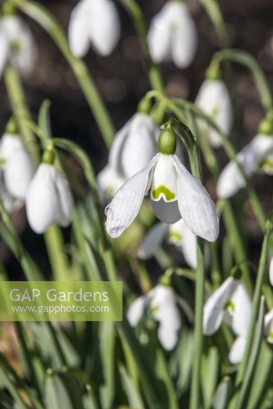 Galanthus 'Shropshire Queen' - snowdrop - February