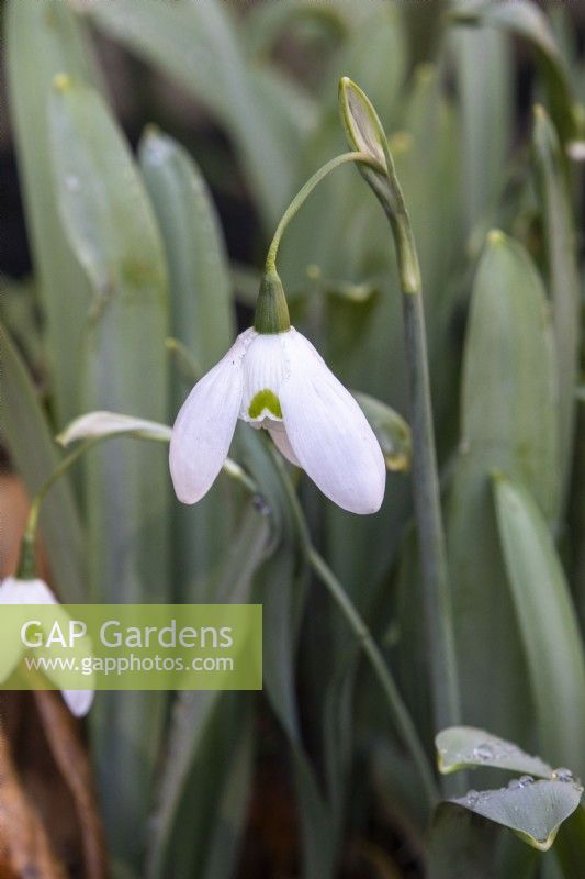 Galanthus elwesii 'Natalie Garton' - snowdrop - February