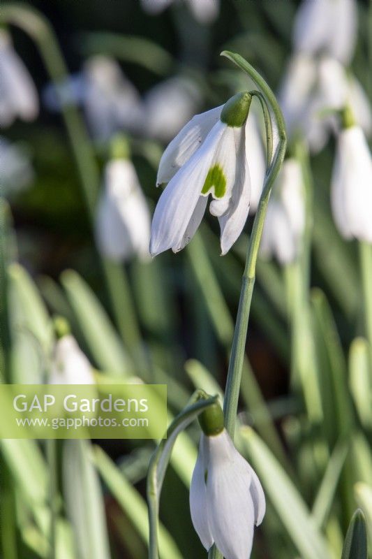 Galanthus nivalis 'James Backhouse' - snowdrop - February
