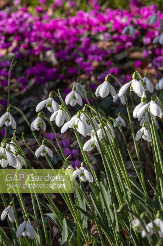 Snowdrops and Cyclamen coum at Colesbourne Park.