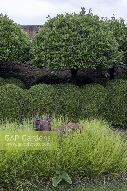 Sesleria autumnalis grass surrounds an ornamental sheep sculpture in a summer garden, a row of topiary Box hedge and a lollipop Laurel tree behind.
