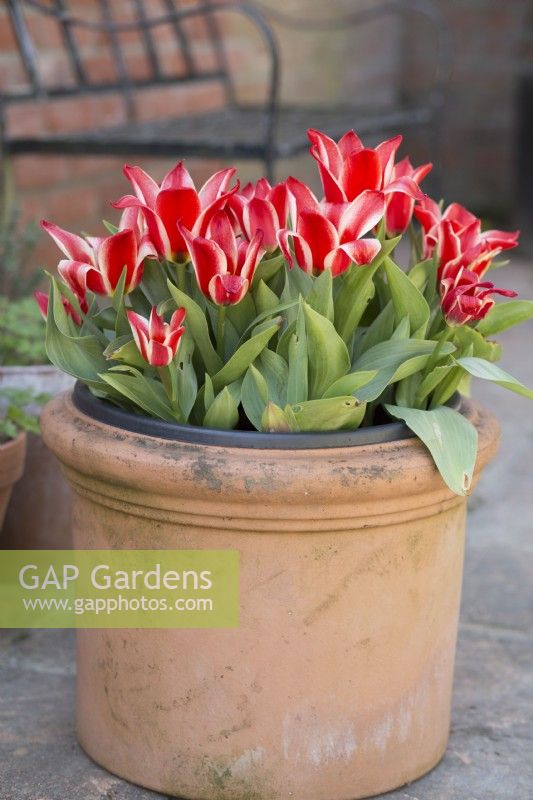 Tulipa Pinocchio in a Terracotta pot