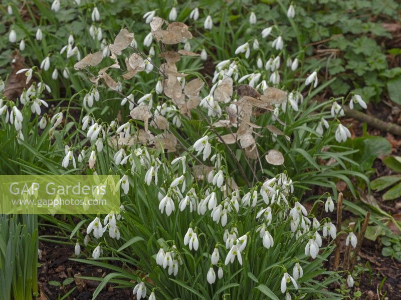 Snowdrops Galanthus nivalis and Lunaria annua Honesty seedheads February