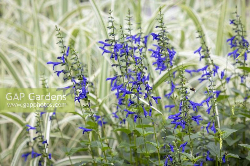 Salvia guaranitica 'Blue Enigma' AGM syn. Salvia ambigens - Anise-scented sage