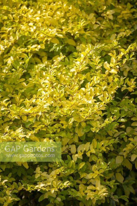 Ligustrum ovalifolium Vicaryi - Golden privet