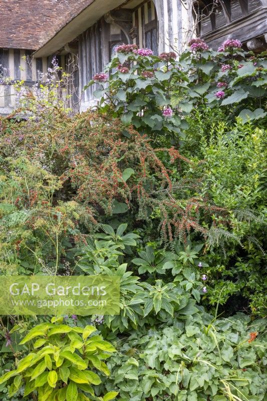Border in the Mosaic garden with Cotoneaster horizontalis, Paris polyphylla syn. Daiswa polyphylla, Clerodendron bungei and Persicaria filiformis 'Brushstrokes' AGM syn. Persicaria virginiana 'Brushstrokes' - Knotweed
