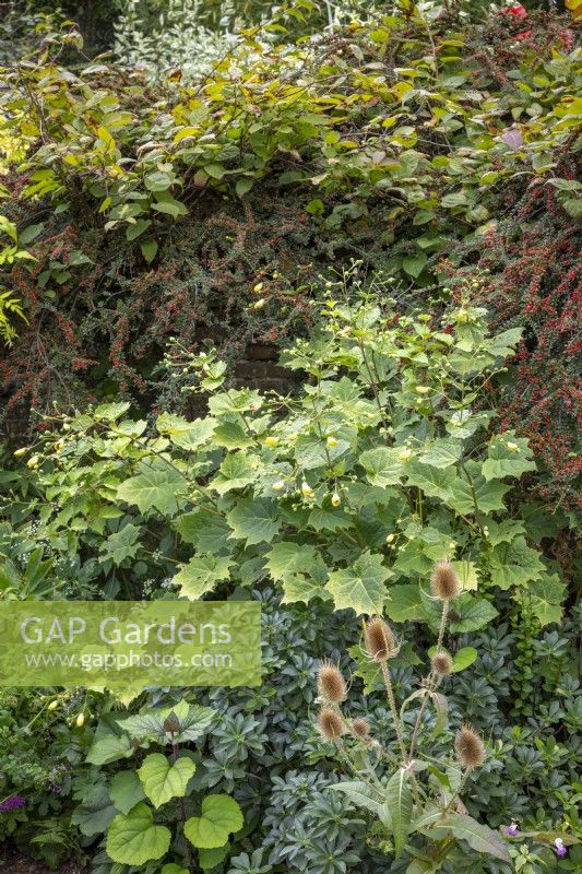Border in the Mosaic garden with Kirengeshoma palmata, Cotoneaster horizontalis and teasel seedhead