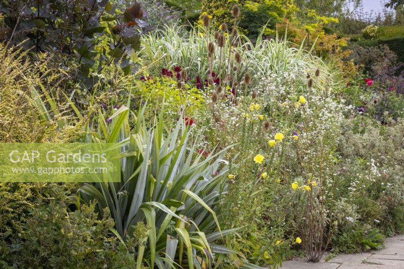 Astelia chathamica syn A.nervosa var. chathamica Silver Spear with Lonicera nitida 'Baggesen's Gold', Oenothera biennis - evening primrose - and teasels in the Long Border at Great Dixter