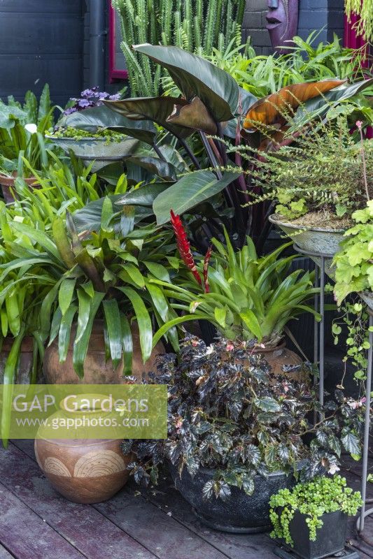 A collection of pots with shade loving plants in a courtyard garden, featuring a Philodendron 'Rojas'.